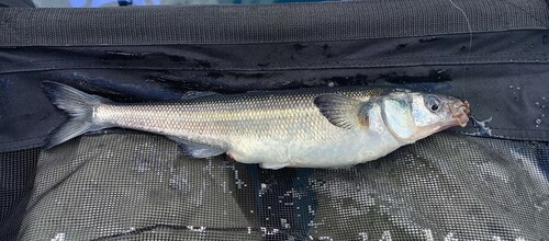 Maule silverside (Odontesthes mauleanum) — Atherinopsidae — 4