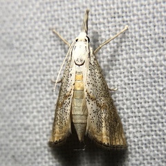 Haimbachia placidellus