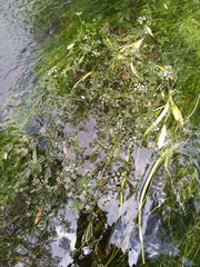 Oenanthe fluviatilis