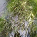 River Water-Dropwort - Photo (c) timharris, some rights reserved (CC BY), uploaded by timharris