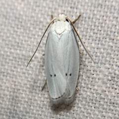 Antaeotricha albulella