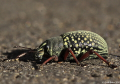 Catasarcus impressipennis