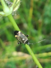 Closterotomus cinctipes