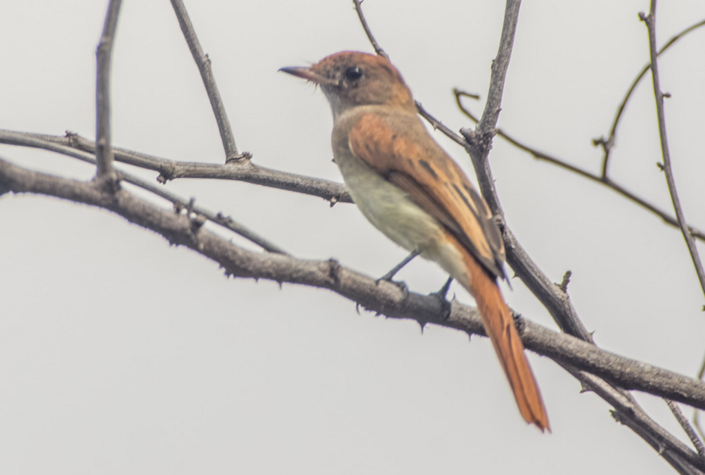 Ash-Throated Casiornis