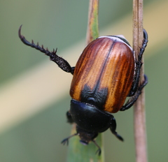 Anisoplia austriaca