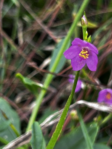 Philippine spinach