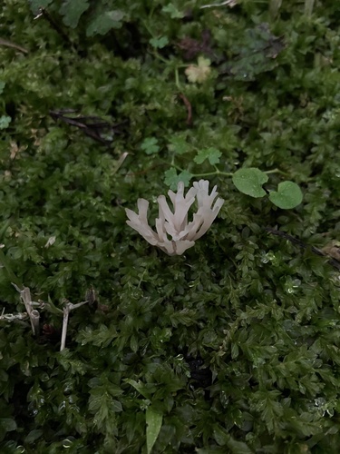 Tremellodendropsis tuberosa