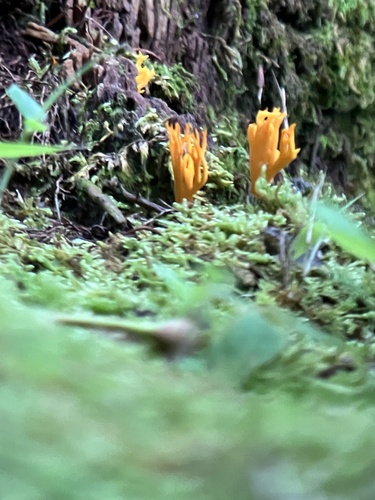 Calocera viscosa