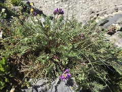 Oxytropis montana