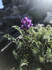 Oxytropis montana