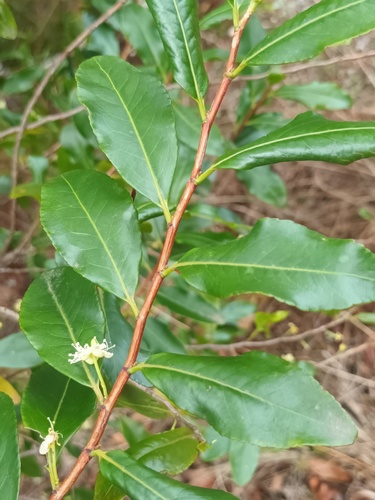 Malagasy tea