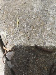 Insecta