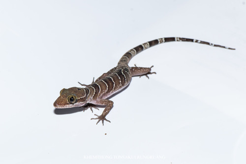 Cyrtodactylus intermedius observed 2024-09-24