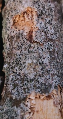 Opegrapha