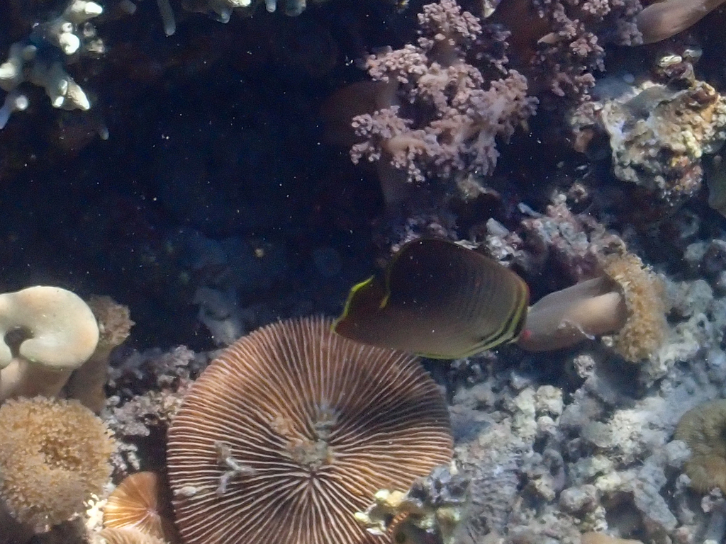 Eastern Triangle Butterflyfish