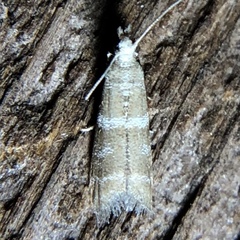 Ephestia columbiella