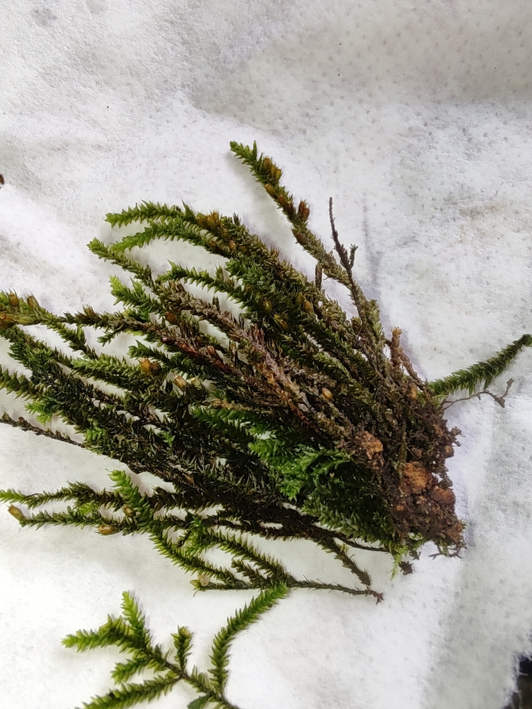 Multi-fruited Cryphaea