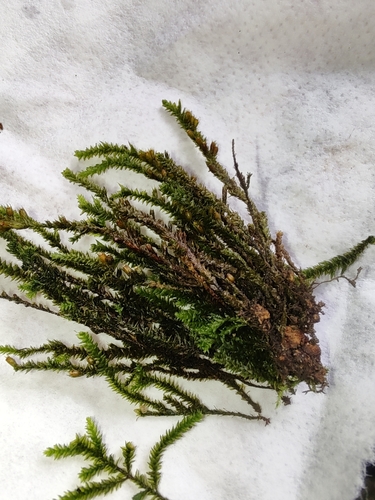 Multi-fruited Cryphaea (Dendrocryphaea lamyana)