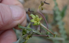 Freesia viridis crispifolia