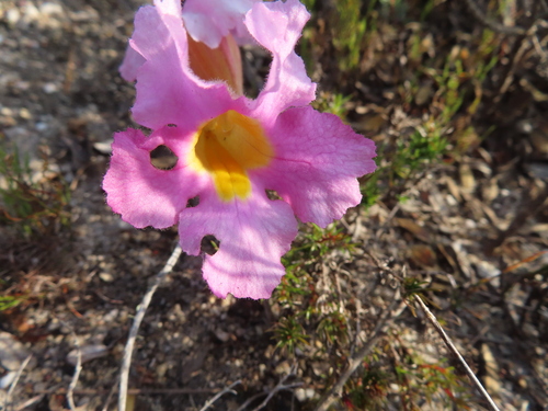 Image of Harveya purpurea by (c) linkie, some rights reserved (CC BY)
