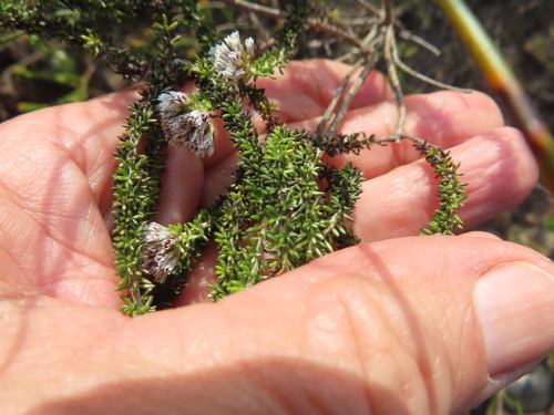 Image of Metalasia brevifolia by (c) linkie, some rights reserved (CC BY)