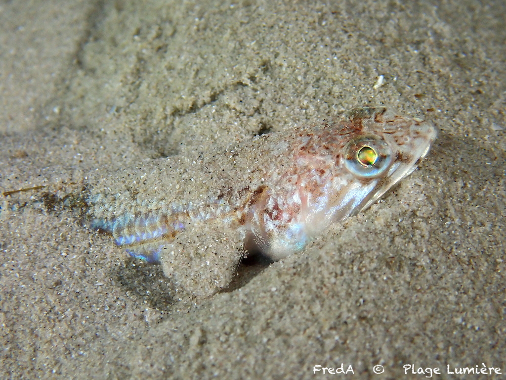 Atlantic Lizardfish