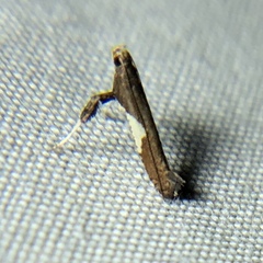 Caloptilia stigmatella