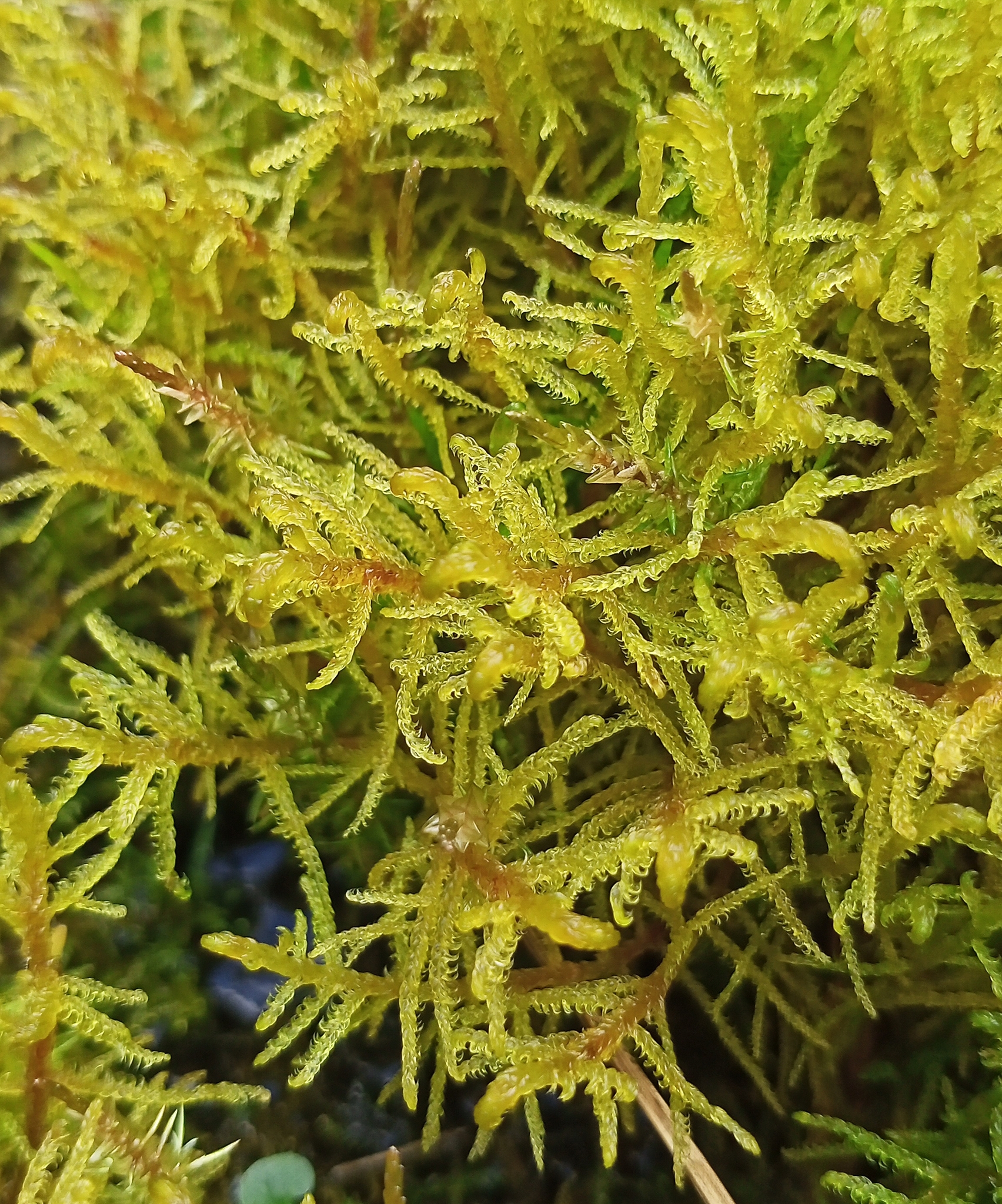 Hamatocaulis vernicosus