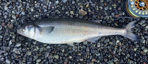 Maule silverside (Odontesthes mauleanum) — Atherinopsidae