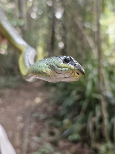 Common Tree Snake sighting