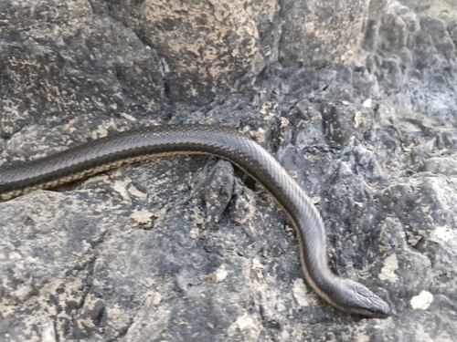 Macleay's Water Snake sighting