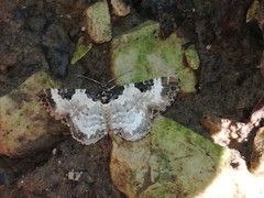 Melanthia alaudaria