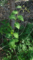 Tournefortia villosa