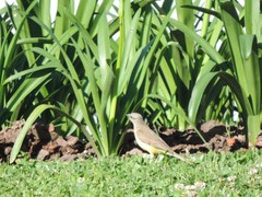 Machetornis rixosa