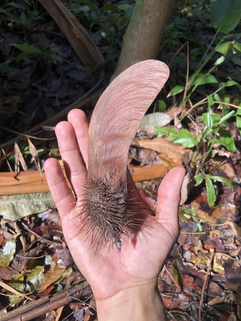 Centrolobium paraense