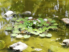Nymphaea