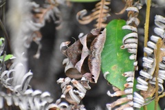 Bastilla arcuata