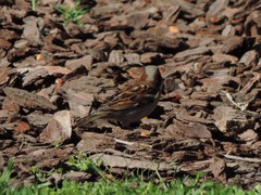 Passer domesticus
