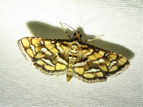Magician Moth photo 3