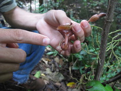 Aristolochia maxima