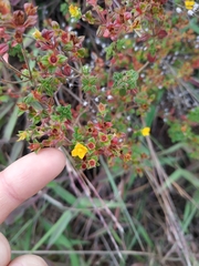 Chaetolepis microphylla