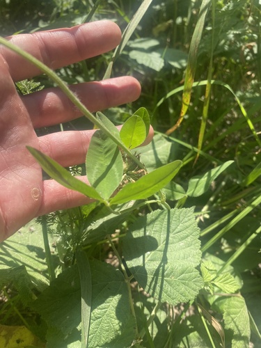 Image of Caucasian Clover (Trifolium ambiguum) by (c) Илья Руденко, some rights reserved (CC BY)