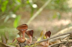 Aristolochia maxima
