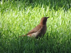 Furnarius rufus