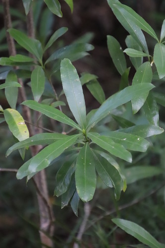 Image of Gonioma kamassi by (c) Tony Rebelo, some rights reserved (CC BY-SA)