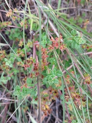 Chaetolepis microphylla