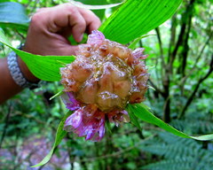 Elleanthus capitatus
