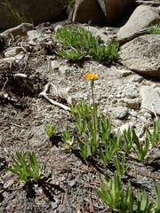 Raillardella scaposa