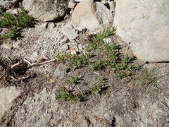 Raillardella scaposa