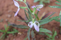 Matthiola longipetala